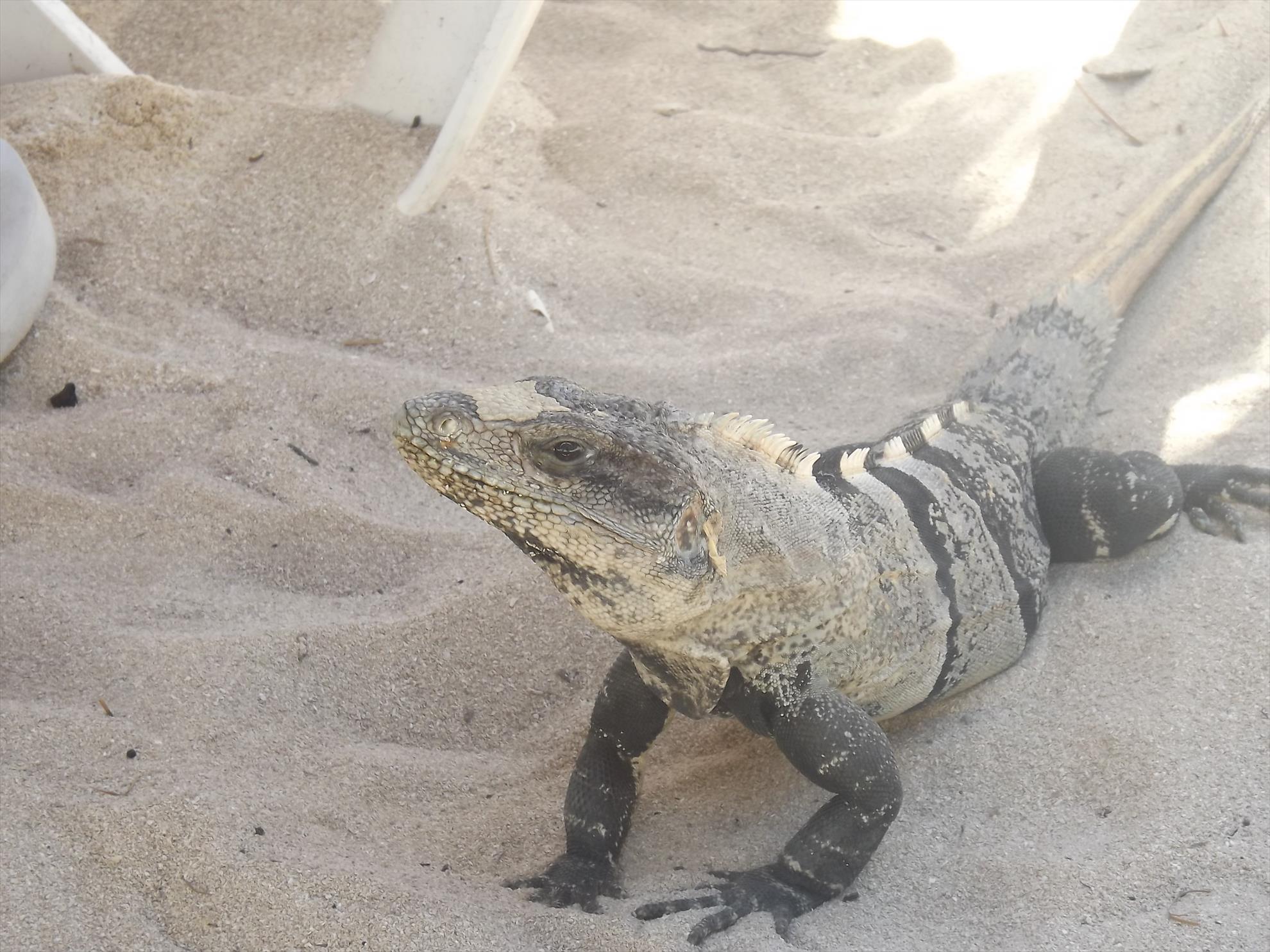 Pescuit Marea Caraibelor - dscf1814.JPG